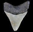 Megalodon Tooth - North Carolina #77523-2